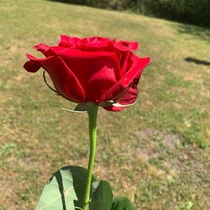 Meet your Posher, Jordan